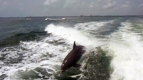 dolphins surfing the wake